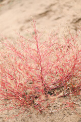 Fototapeta premium .Flowers and vegetation.