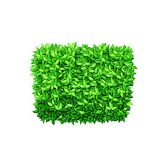 Square green bush on a white isolated background. Decorative shrub for the design of a park, garden or green fence.