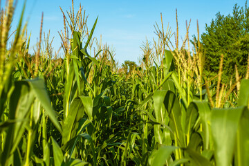Fototapeta premium Field with rows of young green corn on a blue background. Corn growing business on a private farm.