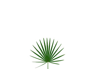 Naklejka na ściany i meble green palm leaves Monstera on white background. Flat lay, top view