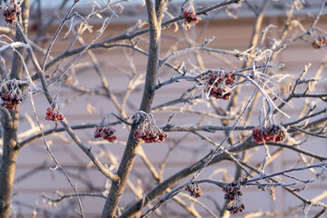 Rowan covered with frost on a frosty morning