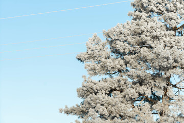 Frost on a frosty morning on the needles. Pine covered with frost