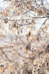 Frost on a shrub on a frosty morning