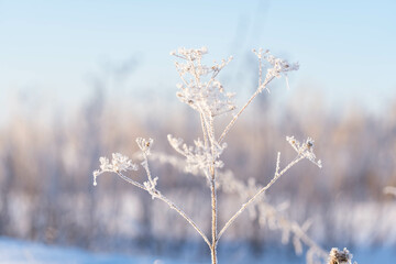 Frost on a shrub on a frosty morning