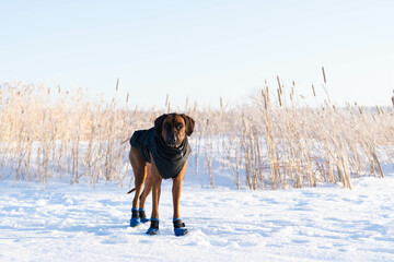 A dog on the lake in winter clothes. Rhodesian Ridgeback in pony and slippers