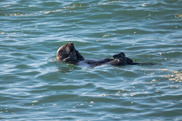A sea otter in Moss Landing, California