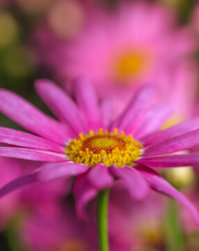 A pink  Cape Marguerite daisy , vertical  image ; close up
