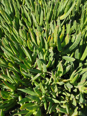 Green plants with thick, elongated leaves in the sun.