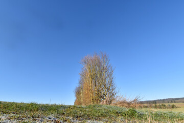 Kulturlandschaft mit Baumreihe