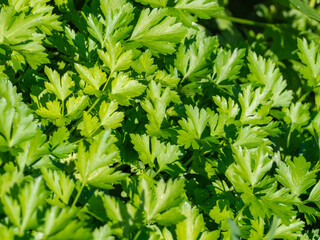 The natural food background is green parsley leaves.