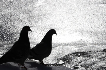 silhouettes of two pigeons in spring against the background of a frozen lake in the afternoon
