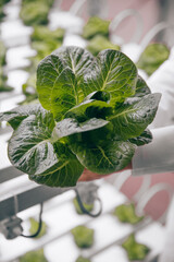 Crop biologist with green lettuce in lab