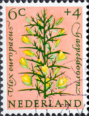 Netherlands - circa 1960: a postage stamp from the Netherlands , showing the flowering plant:...