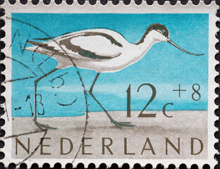 Netherlands - circa 1961: a postage stamp from the Netherlands , showing a seabird: Pied Avocet...