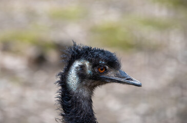 a close-up of an Emu bird's head
