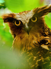 close up of a owl