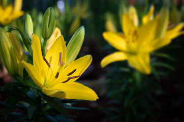 Close-up of yellow lily flowers are blooming in the garden with blurred green background.