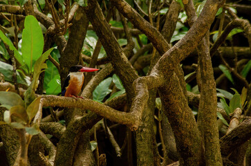 kingfisher  on a tree