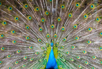 Obraz premium Peacock with Feathers Spread