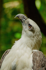 close up of a eagle