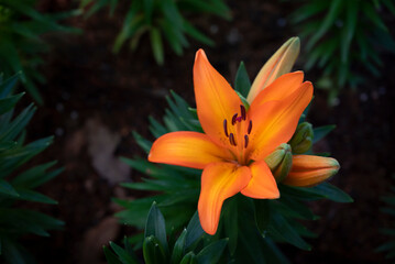 Close-up of vivid orange lily flowers bouquet is blooming in the garden on a dark background.