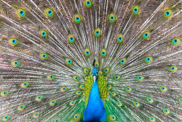 the color of a peacock's feathers