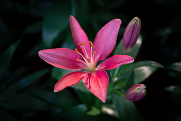 Close-up of purple-pink lily flowers blooming in the garden on a dark background and vignetted.