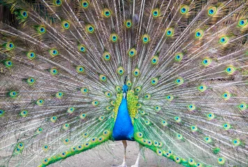 Fotobehang Peacock with Feathers Spread © sebi_2569