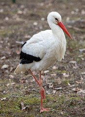 a stork standing on one foot on the ground