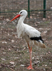 A white stork on the ground in the foreground