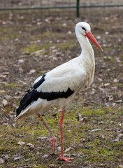 A white stork on the ground in the foreground