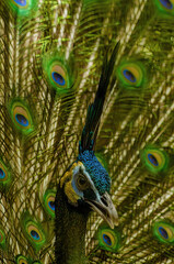 close up of peacock