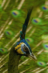 close up of peacock