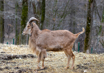 a male mountain goat in the forest