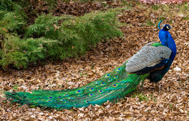 Naklejka premium a peacock on the ground in the park