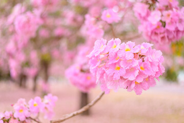 Pink trumpet tree row at the road 