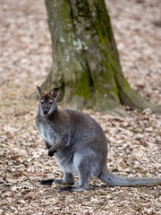 a dwarf Bennett kangaroo in the foreground