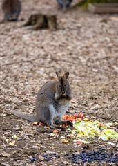 a Bennett kangaroo is eating at the zoo