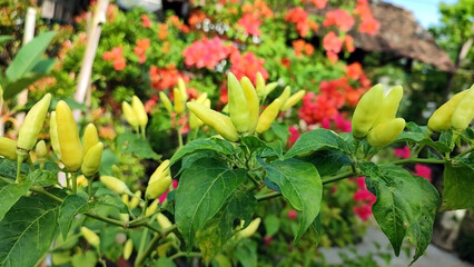 Green chili plants in the garden