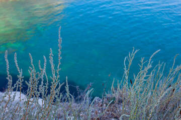 Background image - stems of flowering wormwood against the background of sea water