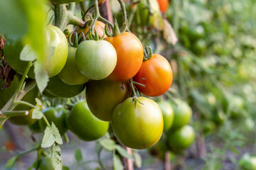 Selective focused organic tomatoes in the garden with copy space