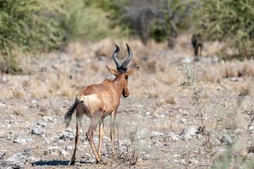 Closeup of a Red Hartebeest - Alcelaphus buselaphus Caama- also known as the Kongoni, or Cape Hartebeest on the plains of Etosha National Park.