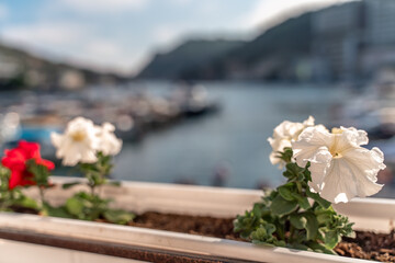 A beautiful view through the bright flowers of petunias to the sea bay with yachts. Turquoise sea...