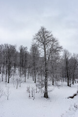 Covered with snow Caucasus mountain
