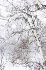 Obraz premium Covered with snow Caucasus mountain