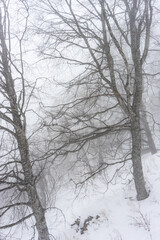 Covered with snow Caucasus mountain