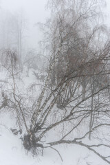 Fototapeta na wymiar Covered with snow Caucasus mountain