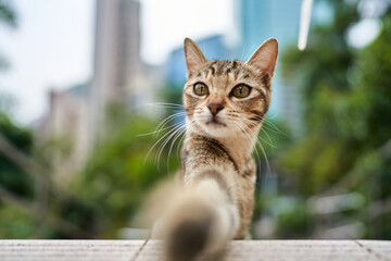 Naklejka na ściany i meble Hong Kong Cat 004 - Selfie