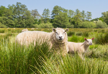 Obraz premium Mother sheep with lamb in the landscape of Drenthe, Netherlands