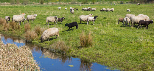 Panorama of a herd of sheep in a meadow near Groningen city, Netherlands